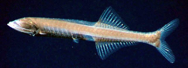 Cyclothone pallida_aust.jpg